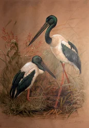 Cigogne à cou noir (Xenorhynchus australis), 1856-67
